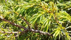 Attēlu rezultāti vaicājumam “Juniperus communis female flower”