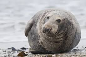 Attēlu rezultāti vaicājumam “Halichoerus grypus”