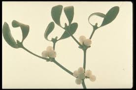 Attēlu rezultāti vaicājumam “Viscum album leaf”