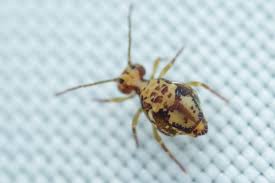 Attēlu rezultāti vaicājumam “Ptenothrix sp.”