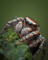 Attēlu rezultāti vaicājumam “Evarcha falcata”