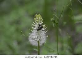 Attēlu rezultāti vaicājumam “Phyteuma spicatum fruit”