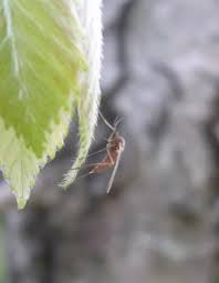 Attēlu rezultāti vaicājumam “Rabdophaga degeeri”