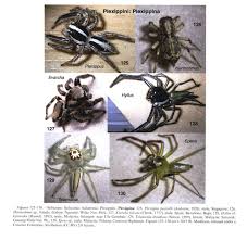 Attēlu rezultāti vaicājumam “Aranei”