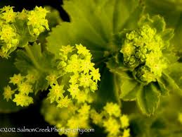 Attēlu rezultāti vaicājumam “Alchemilla subcrenata  flower”