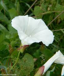 Attēlu rezultāti vaicājumam “Calystegia sepium fruit”