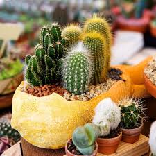 Image result for Cactaceae