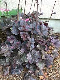 Image result for Heuchera `Midnight Rose`