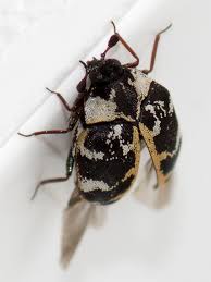 Attēlu rezultāti vaicājumam “Anthrenus scrophulariae”