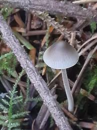 Attēlu rezultāti vaicājumam “Mycena amicta”