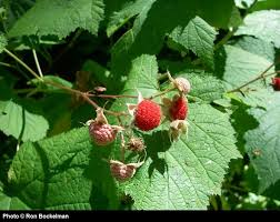 Attēlu rezultāti vaicājumam “Rubus parviflorus fruit”