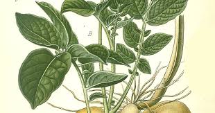 Attēlu rezultāti vaicājumam “Solanum tuberosum leaf”