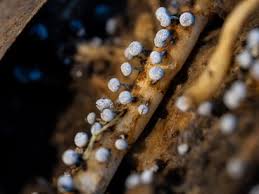 Attēlu rezultāti vaicājumam “Physarum album macro”