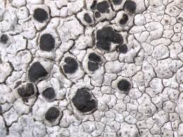 Attēlu rezultāti vaicājumam “Coenogonium pineti”