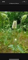 Image result for Dipsacus silvestris
