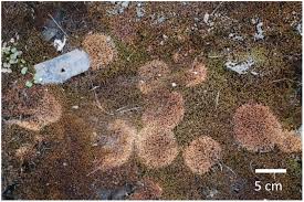 Attēlu rezultāti vaicājumam “Exobasidium splendidum”