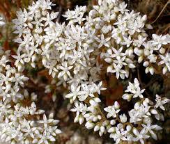 Attēlu rezultāti vaicājumam “Sedum album leaf”