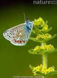 Attēlu rezultāti vaicājumam “Polyommatus icarus male”