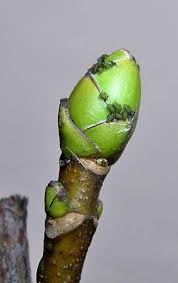 Attēlu rezultāti vaicājumam “Drepanosiphum platanoidis”