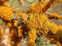 Attēlu rezultāti vaicājumam “Xanthoria candelaria”