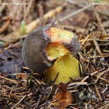 Attēlu rezultāti vaicājumam “Xerocomus pruinatus”