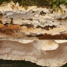 Attēlu rezultāti vaicājumam “Antrodia mellita”