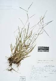 Attēlu rezultāti vaicājumam “Digitaria ischaemum leaf”