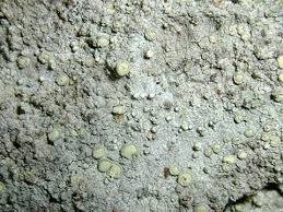 Attēlu rezultāti vaicājumam “Lecanactis abietina”