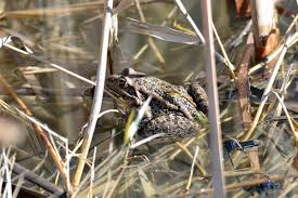 Attēlu rezultāti vaicājumam “Pelophylax juvenile”