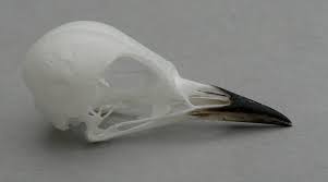 Image result for Dendroica fusca