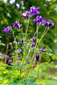 Image result for Akelei