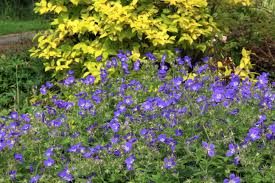 Attēlu rezultāti vaicājumam “Geranium sylvaticum”