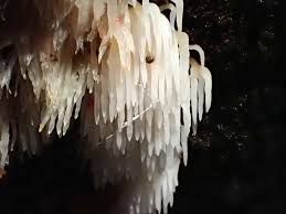 Attēlu rezultāti vaicājumam “Mucronella calva”