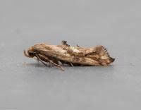 Attēlu rezultāti vaicājumam “Epermenia falciformis”