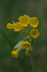 Attēlu rezultāti vaicājumam “Primula elatior flower”