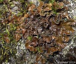 Attēlu rezultāti vaicājumam “Peltigera praetextata”