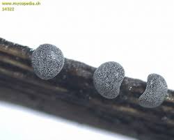 Attēlu rezultāti vaicājumam “Didymium clavus”