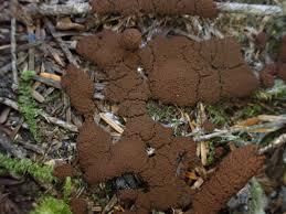 Attēlu rezultāti vaicājumam “Symphytocarpus sp.”