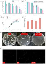 Attēlu rezultāti vaicājumam “Diderma subviridifuscum spores”