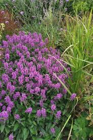 Attēlu rezultāti vaicājumam “Stachys”