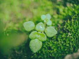 Attēlu rezultāti vaicājumam “Callitriche cophocarpa leaf”