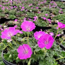 Attēlu rezultāti vaicājumam “Geranium sanguineum”