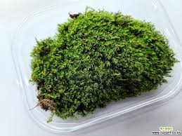 Attēlu rezultāti vaicājumam “Dicranum flagellare”