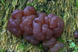 Attēlu rezultāti vaicājumam “Neobulgaria pura”