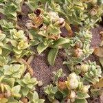 Attēlu rezultāti vaicājumam “Honckenya peploides fruit”