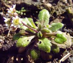 Attēlu rezultāti vaicājumam “Erophila verna flower”