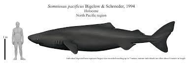 Image result for Somniosus pacificus