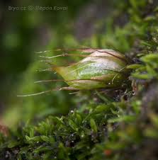 Attēlu rezultāti vaicājumam “Dichodontium pellucidum macro”