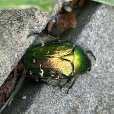 Attēlu rezultāti vaicājumam “Cetonia aurata imago”