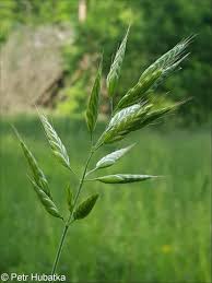 Attēlu rezultāti vaicājumam “Bromus hordeaceus subsp. hordaceus”